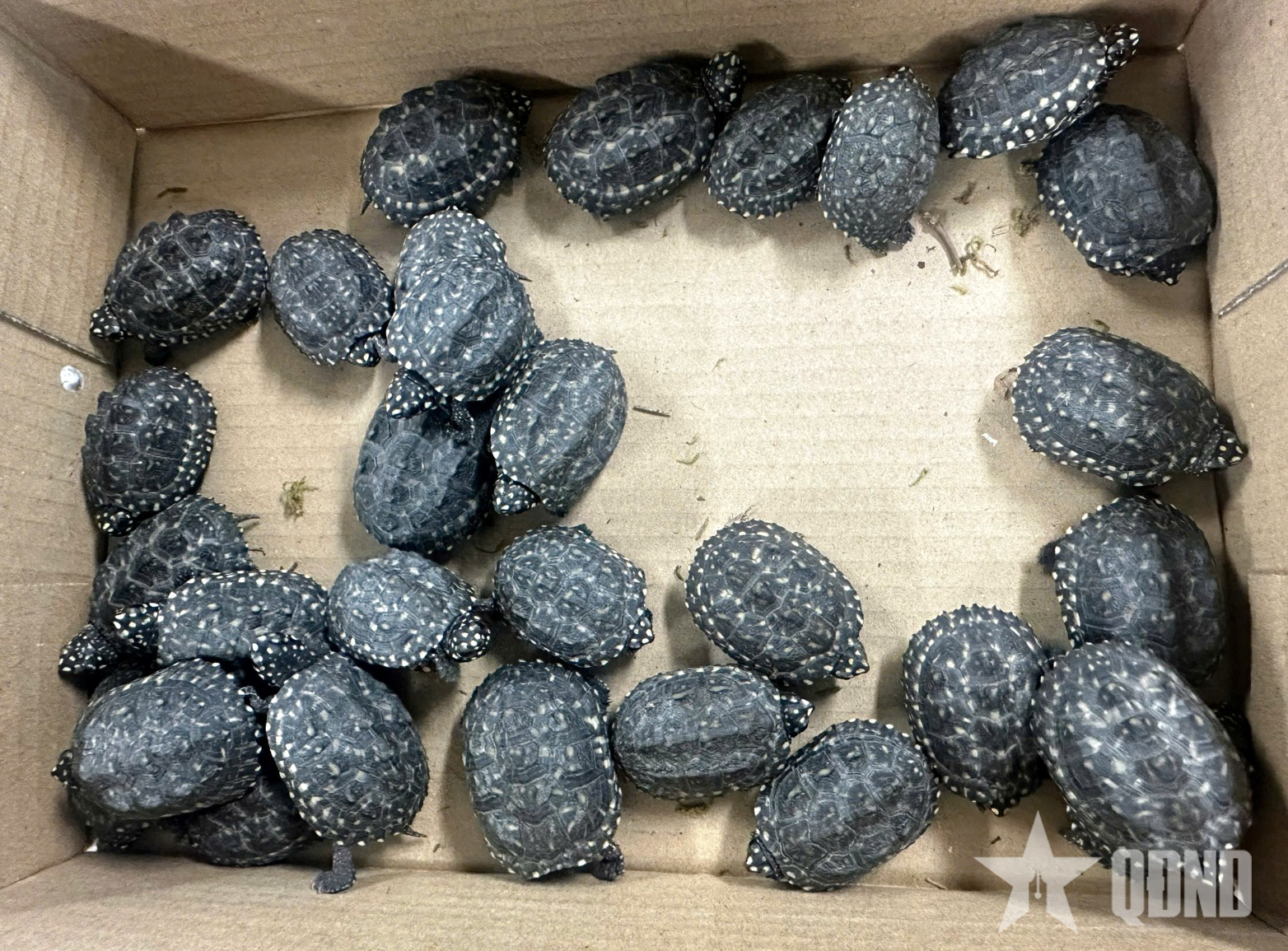 Cần giảm thiểu tình trạng mua bán rùa trái phép